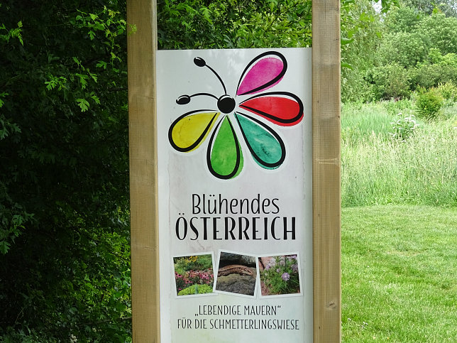 Schmetterlingswiese