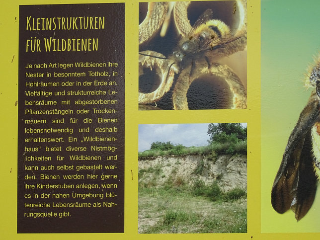 Schmetterlingswiese