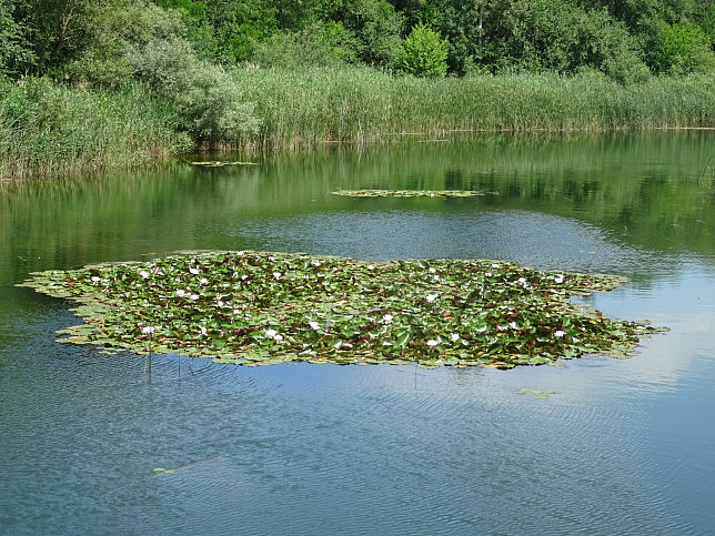 Himmelteich