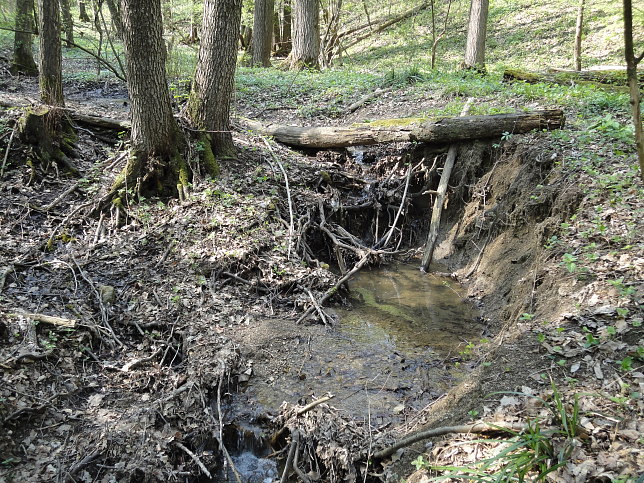 Grenzgraben im Dorotheerwald