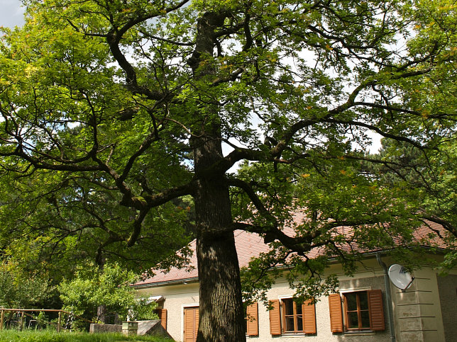 Maurer Wald
