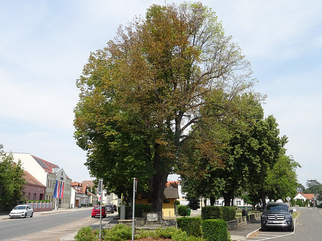 Leopoldsdorf im Marchfeld, Schubertlinde