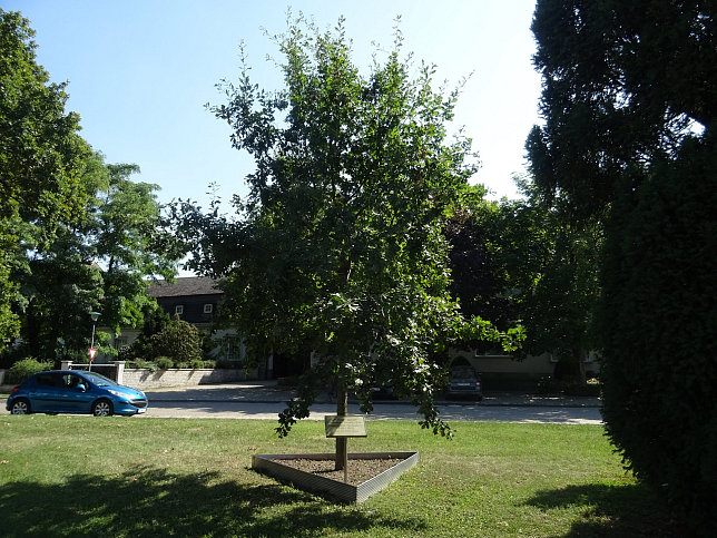 Raasdorf, Pohler-Eiche